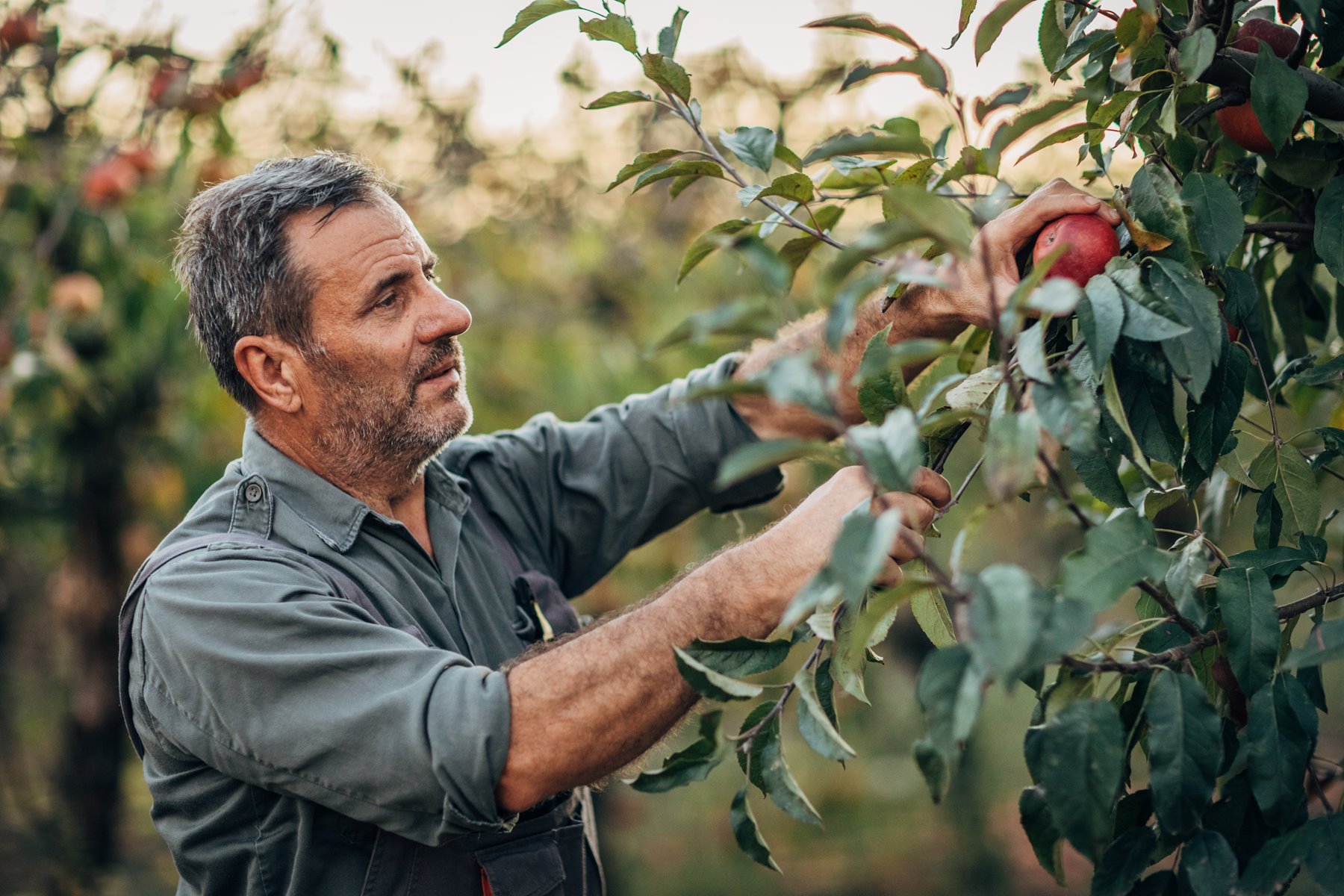 homme-recoltant-des-pommes-dans-un-verges.jpg